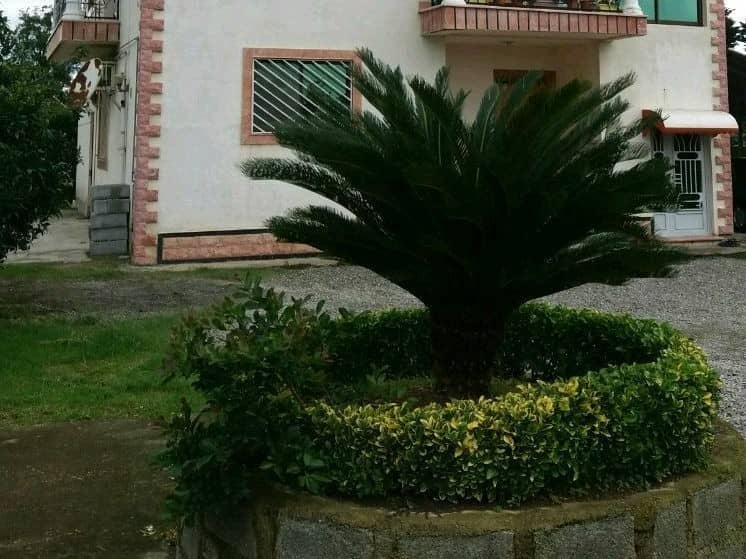 اجاره ویلا جنگلی در سفید تمشک رامسر