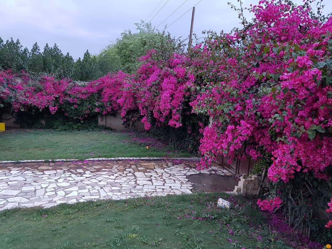 اجاره ویلا با استخر روباز آبگرم در شمس آباد-دزفول