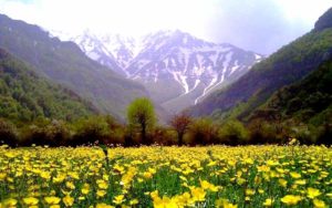 سفر به مازندران در تابستان 16 جنگل های دوهزار تنکابن