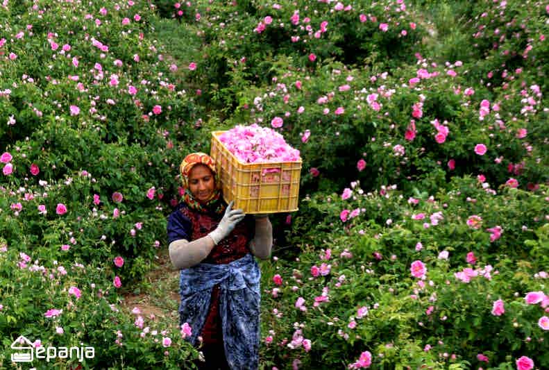 گل محمدی