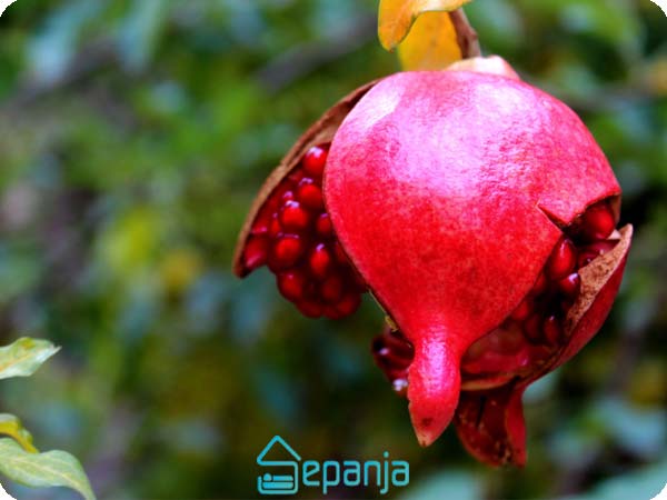جشنواره انار فاروق جشن پاییزی انار در تهران