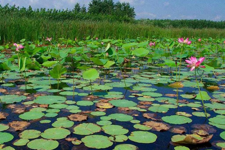 Anzali Lagoon Anzali Lagoon