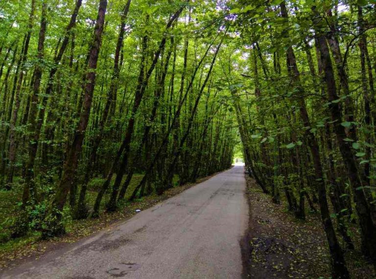 Gheesoom Jungle Gheesoom Jungle